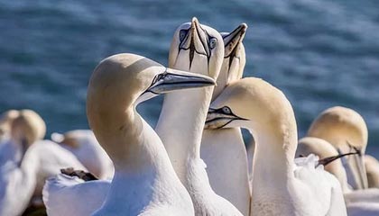 九游娱乐APP-LPL启动青训计划，扶持电竞体育后备人才，lpl青训条件