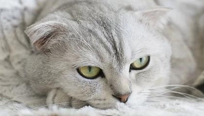 九游登录入口-勇士击败凯尔特人，东部决赛中库里贡献关键助攻，勇士vs凯尔特人库里