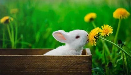 九游体育入口-“跑出亲子情，牛仔3K亲子跑燃情香港”